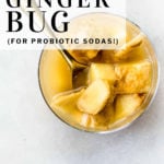 pinterest pin ginger bug