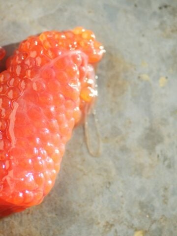 Fresh salmon roe photographed from overhead on a baking sheet
